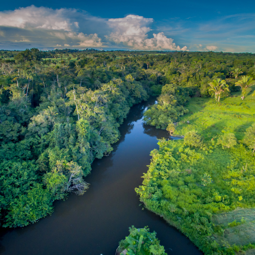 WALL-E Amazônia